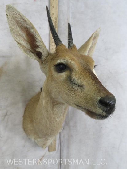 Duiker Sh Mt TAXIDERMY