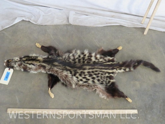 Civet Cat Hide TAXIDERMY