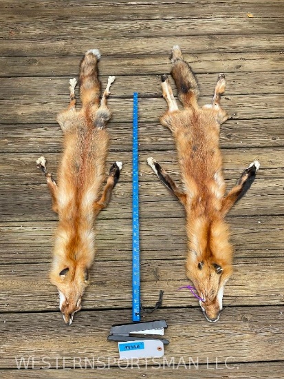 Two, New, Soft tanned Red Fox, furs skins, hides, with all feet, 49 inches long, great Taxidermy,2X$