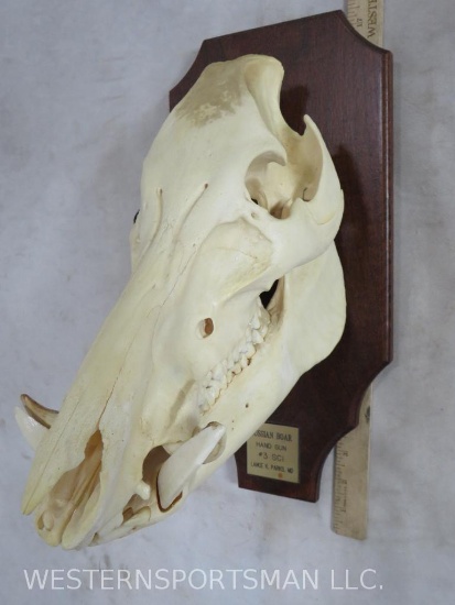 #3 SCI Russian Boar Skull on Plaque TAXIDERMY