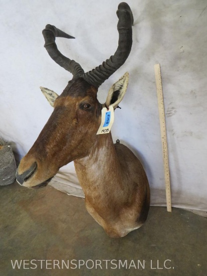 Red Hartebeest Sh Mt TAXIDERMY