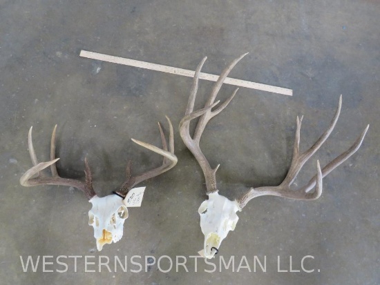 Mule Deer & Whitetail Skulls (2x$) TAXIDERMY