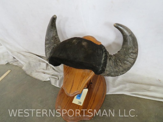 Mounted Water Buffalo Horns on Stand TAXIDERMY