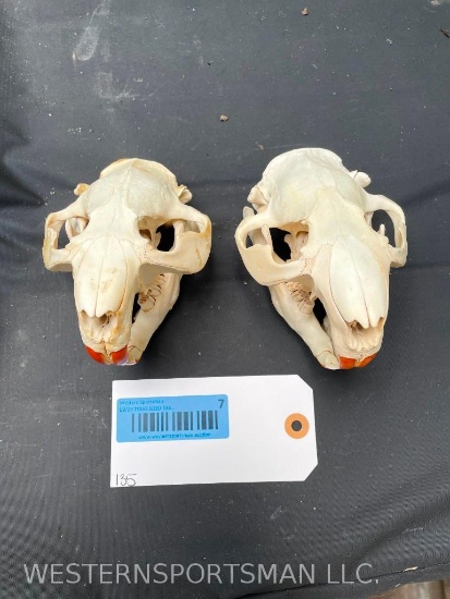 Two LARGE Beaver skulls, with ALL teeth, 5 inches long x 4 inches wide, Great Oddity Taxidermy = 2X$