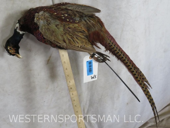 Dead Ring Neck Pheasant TAXIDERMY