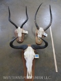 Wildebeest, Impala & Lechwe Skulls on Plaques (3X$) TAXIDERMY