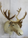 Caribou Sh Mt TAXIDERMY