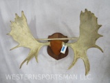 Moose Rack on Plaque TAXIDERMY