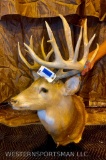 BIG whitetail buck shoulder mount over 200? TAXIDERMY