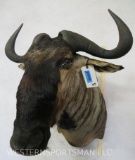 Wildebeest Sh Mt TAXIDERMY