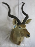 Kudu Sh Mt TAXIDERMY