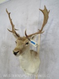 Fallow Sh Mt TAXIDERMY