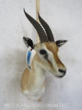 Thompson Gazelle Sh Mt TAXIDERMY