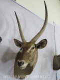 Waterbuck Sh Mt TAXIDERMY