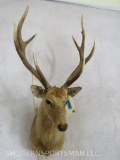 Sika Deer Sh Mt TAXIDERMY