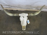 Natural Longhorn Skull TAXIDERMY