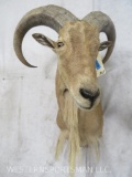 Aoudad Sh Mt TAXIDERMY