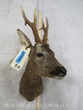 Roe Deer Sh Mt TAXIDERMY