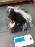 Cute little baby SKUNK, on wood base, 7 inches tall, 9 inches long and 7 inches wide, New Taxidermy