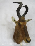 Hartebeest Sh Mt TAXIDERMY