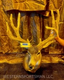 Beautiful mount ! Velvet mule deer TAXIDERMY