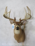 12 PT Whitetail Sh Mt TAXIDERMY