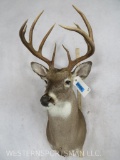 9 PT Whitetail Sh Mt TAXIDERMY