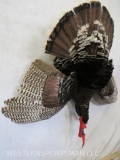 Harvest Turkey TAXIDERMY