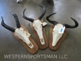 Topi, Tsessebe & Wildebeest Skulls on Plaques (3x$) TAXIDERMY
