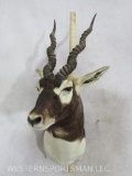 Blackbuck Sh Mt TAXIDERMY