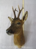 Hog Deer Sh Mt TAXIDERMY