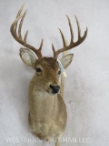 10 PT Whitetail Sh Mt TAXIDERMY