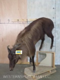 Lifesize Tahr on Base TAXIDERMY