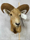 Red Sheep Sh Mt TAXIDERMY