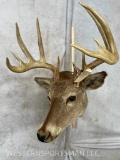 XL Whitetail Sh Mt TAXIDERMY