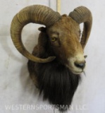 Mouflon Sh Mt TAXIDERMY