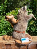 Ride him Cowboy! Fox squirrel on a bucking RaccoonNEW Taxidermy