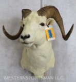 Dall Sheep Sh Mt TAXIDERMY