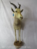 1/2 Body White Blesbok TAXIDERMY