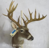 XL Uncommon Whitetail Sh Mt TAXIDERMY