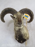 Blue Sheep Sh Mt TAXIDERMY