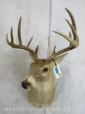 10 PT Whitetail Sh Mt TAXIDERMY