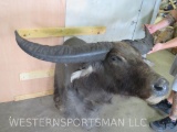 Water Buffalo Sh Mt TAXIDERMY