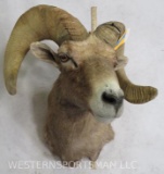 Bighorn Sheep Sh Mt TAXIDERMY