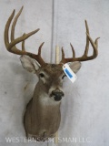 10 PT Whitetail Sh Mt TAXIDERMY