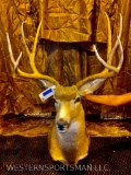 Nice big 4x4 mule deer. Great mount TAXIDERMY