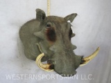 Warthog Sh Mt TAXIDERMY