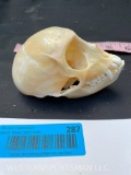 Beautiful Vervet Monkey Skull, with ALL teeth, 4