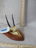 STEINBOK SKULL TAXIDERMY