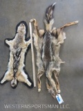 Black Back Jackel & Coyote Hides (2x$) TAXIDERMY